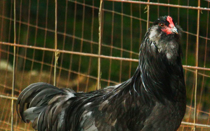 Blue Ameraucana rooster showing characteristic facial muffs and beard, pea comb, slate-blue legs, and blue plumage