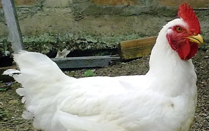 Commercial white broiler chicken showing heavy meat conformation and unfeathered yellow shanks