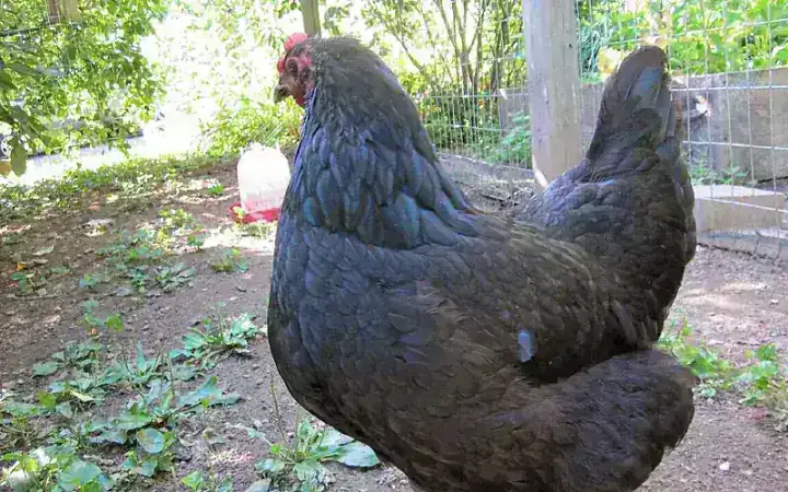 Purebred Black Australorp hen standing in yard displaying beetle-green iridescent sheen and dark shanks
