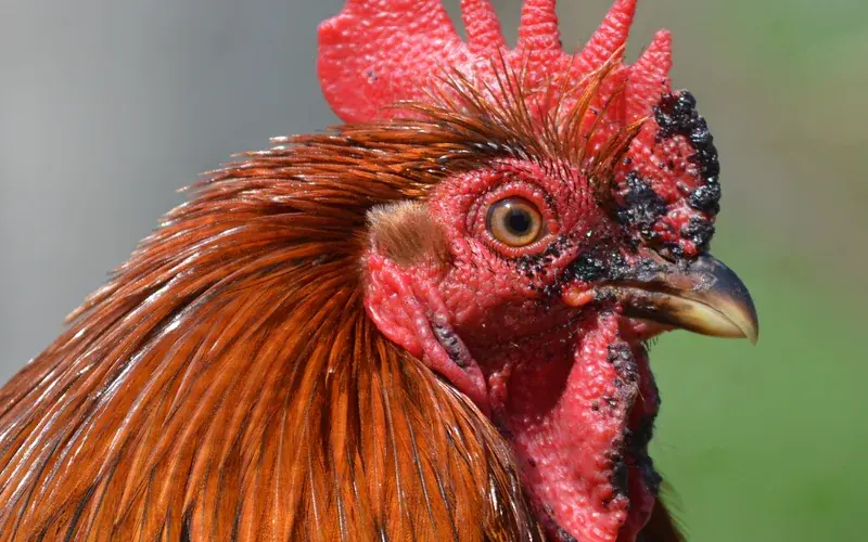 Miniature bantam rooster displaying upright ornamental carriage, vibrant red single comb, and proportional bantam physique