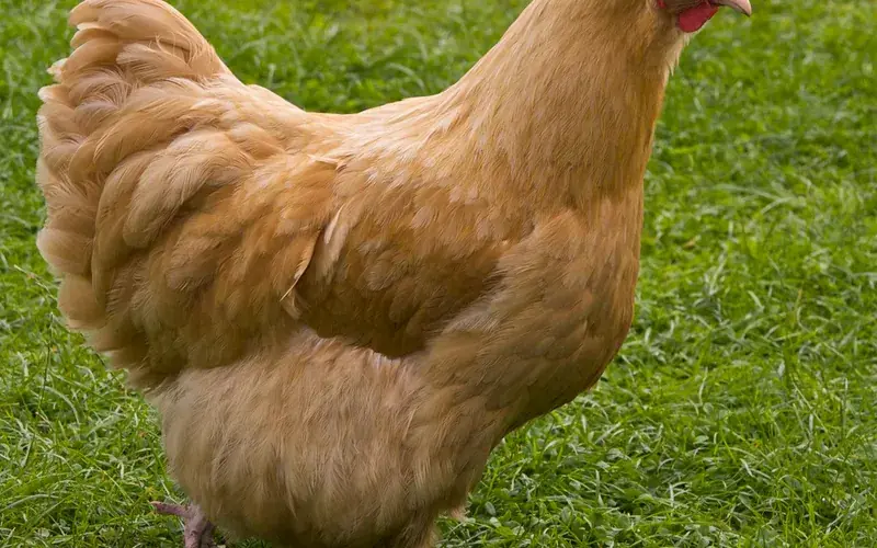 Buff Orpington hen with dense golden-buff plumage, broad heavy body frame, and pale shanks
