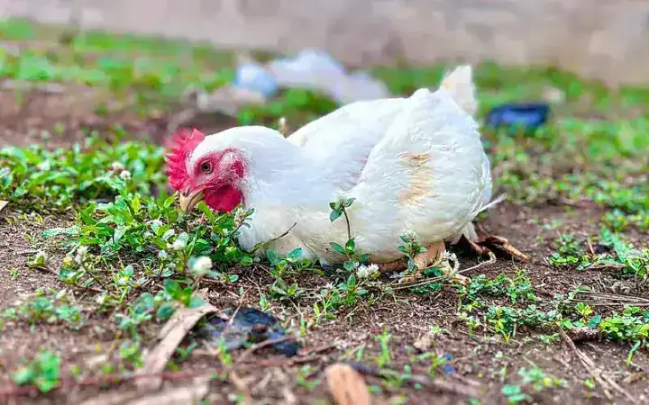 Single 8-week-old commercial broiler hen showing robust body conformation and yellow shanks
