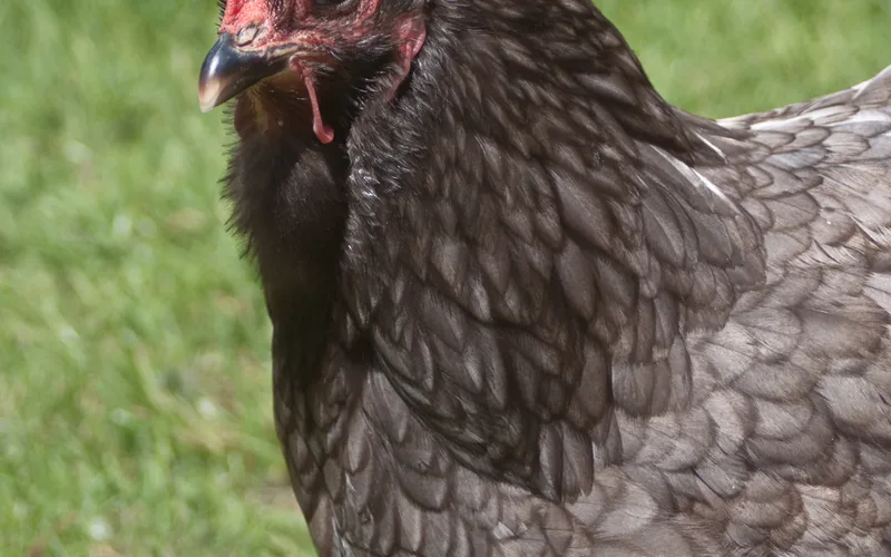 Blue Cochin hen with abundant downy feathering, heavily feathered legs and feet, and round cushion silhouette