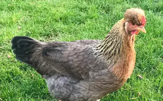 Cream Legbar hen showing small feathered crest, barred cream-salmon plumage, and active alert posture
