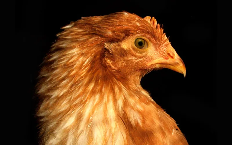 Golden Comet red sex-link layer hen showing reddish-buff feathers with white underdown, alert yellow eyes, and bright red single comb