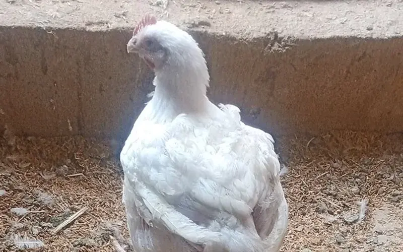 Commercial meat broiler showing broad chest frame and vigorous stance