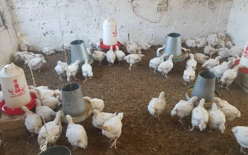 Robust white commercial broiler chickens foraging in farm litter