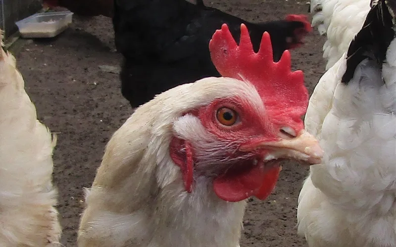Commercial white layer hen demonstrating high egg productivity body conformation
