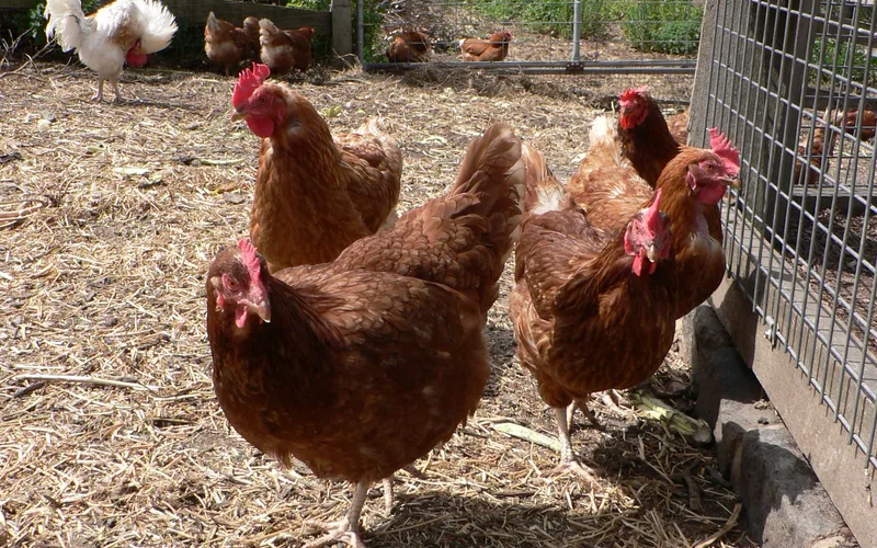 ISA Brown laying hens foraging outdoors showing distinctive brown plumage and calm demeanor