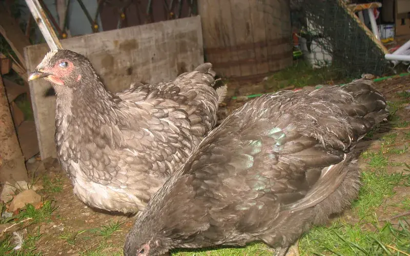 Black Jersey Giant chicken showing massive body conformation, dark plumage with green beetle sheen, and black shanks