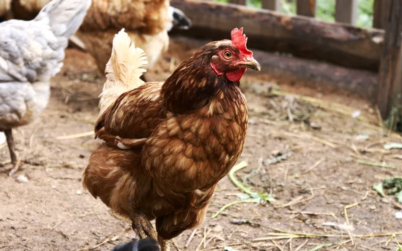 Adult Lohmann Brown commercial laying hen showing reddish-brown plumage and single red comb