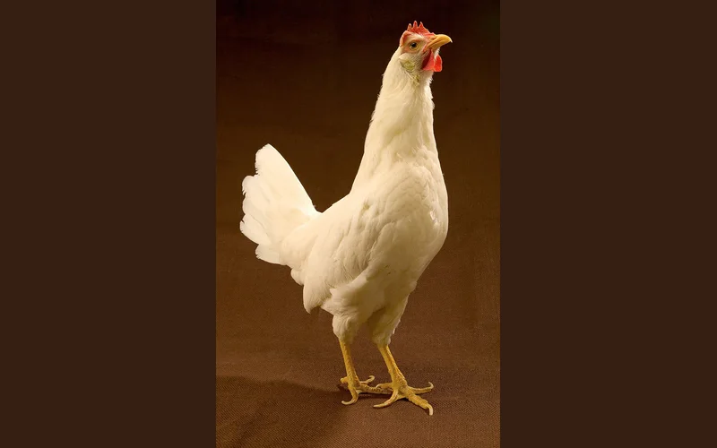 Single Comb White Leghorn layer hen showing alert posture, bright red single comb, and pristine white plumage