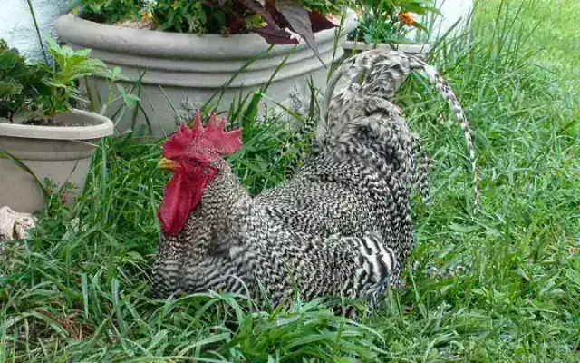 Barred Plymouth Rock showing sharp parallel black and white feather barring, bright red comb, and clean yellow legs