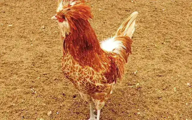 Buff-laced Polish chicken showcasing distinctive vaulted bouffant feather crest and clean v-comb