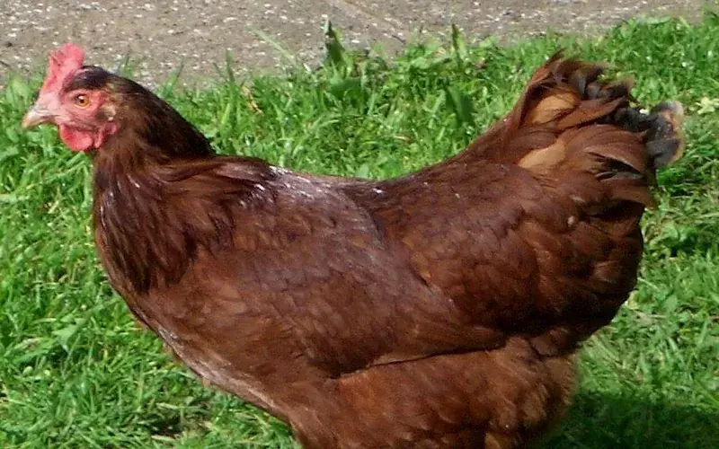 Adult Rhode Island Red hen in grassy yard showing complete mahogany red plumage, single comb, and clean yellow shanks