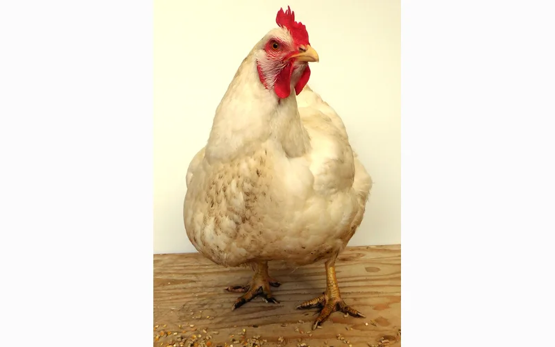 Single mature Ross 308 broiler chicken displaying heavy pectoral muscling, clean white plumage, and yellow legs