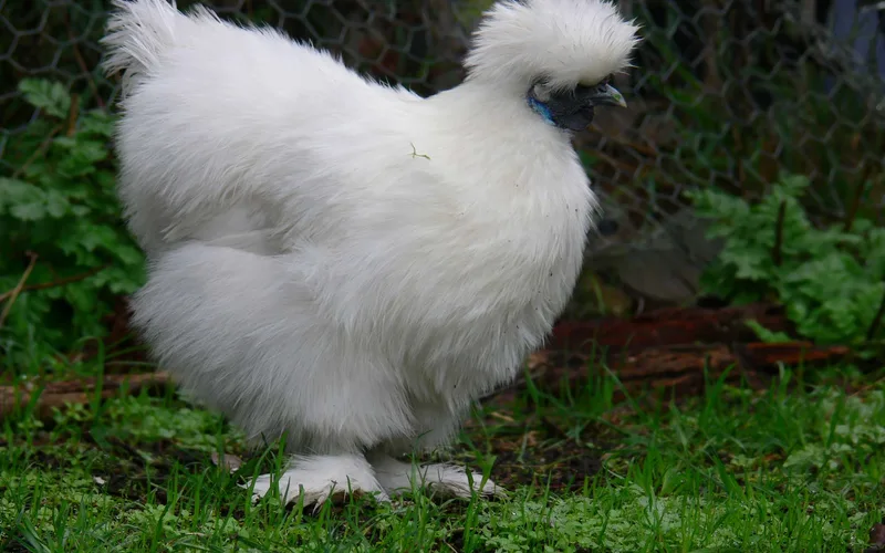 White Silkie Bantam hen showing characteristic hair-like plumage, walnut comb, vaulted crest, and dark skin