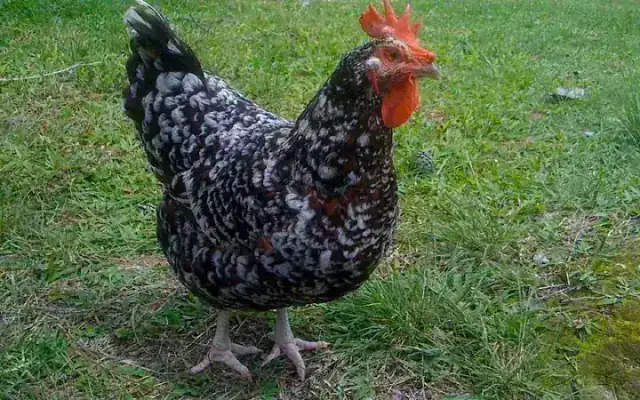 Speckled Sussex hen displaying mahogany-red feathers tipped with white spangles and black crescent bars