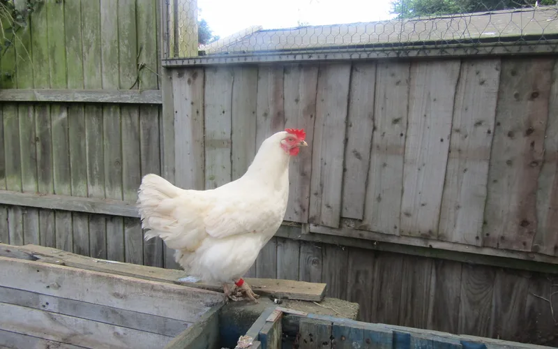 Purebred Single Comb White Leghorn hen standing alert with prominent red comb and white earlobes