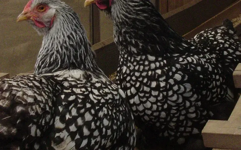Silver Laced Wyandotte flock displaying sharply defined black feather lacing over silvery white, rose comb, and yellow shanks