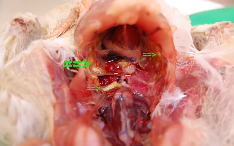 Fibrinous Airsacculitis & Pleural Opacity