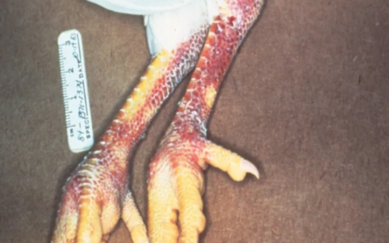 Severe subcutaneous petechial and ecchymotic hemorrhages on unfeathered shanks and footpads of a chicken infected with HPAI virus