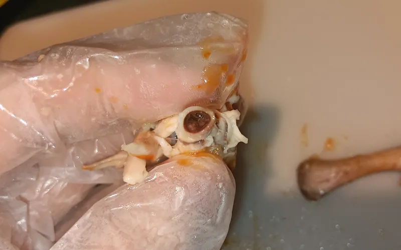 Longitudinal section of chicken femur displaying hematopoietic bone marrow for diagnosing aplastic anemia in chicken anemia virus
