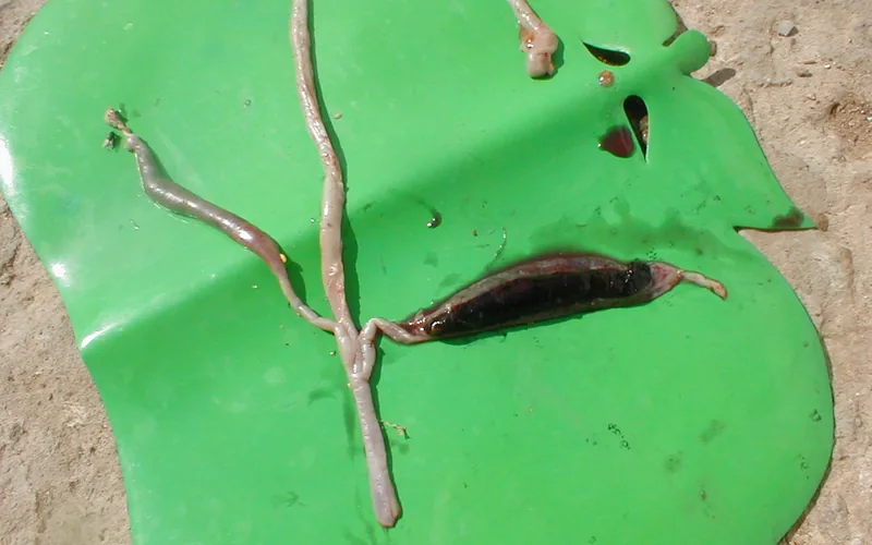 Cecal Coccidiosis: Opened Blind Ceca