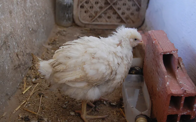 Broiler chicken displaying clinical signs of cecal coccidiosis with bloody droppings and depression