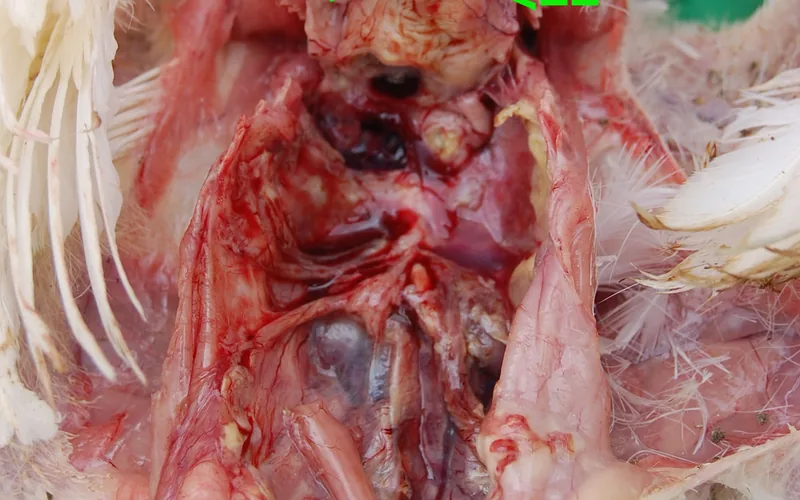 Colibacillosis: Fibrinous Pericarditis