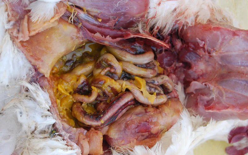 Egg Yolk Peritonitis & Salpingitis