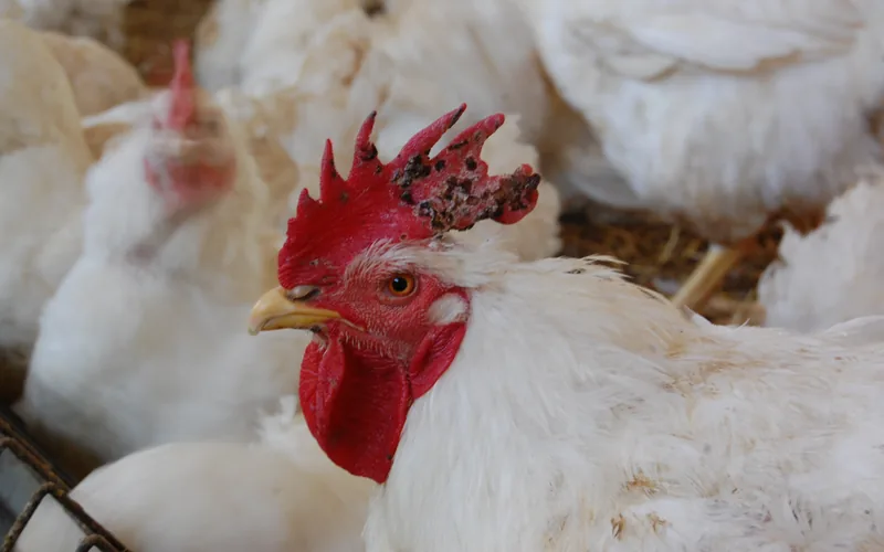 Fowl Pox: Warty Comb Scabs