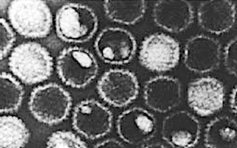 Infectious Laryngotracheitis: Alphaherpesvirus Virions