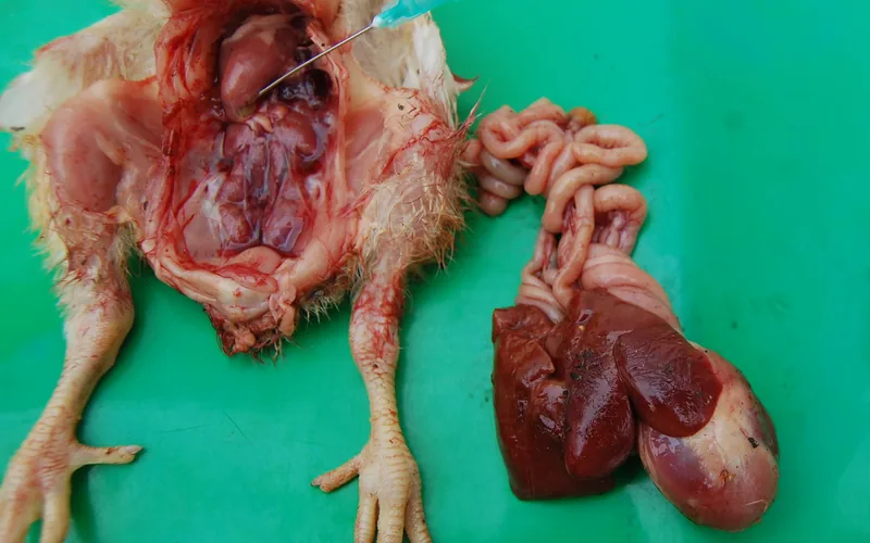 Inclusion Body Hepatitis: Hydropericardium