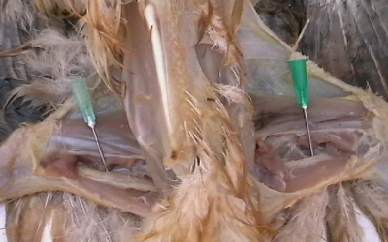 Marek's Disease: Sciatic Nerve Hypertrophy