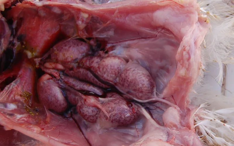 Avian Nephritis: Renal Urate Stasis
