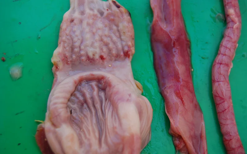 Newcastle Disease: Intestinal Button Ulcers