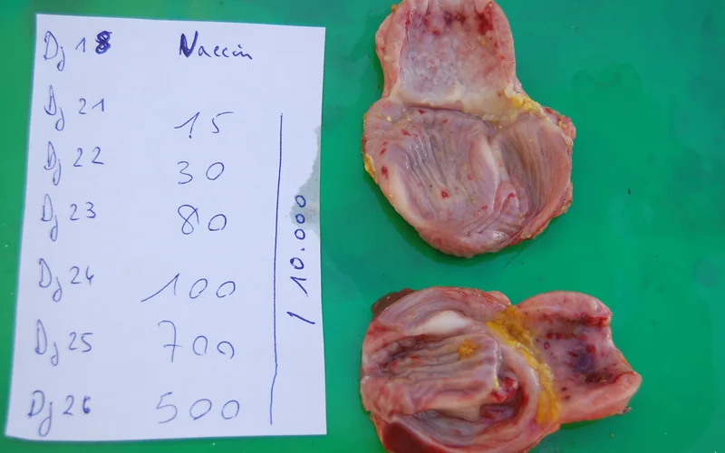 Newcastle Disease: Sub-Koilin Hemorrhages