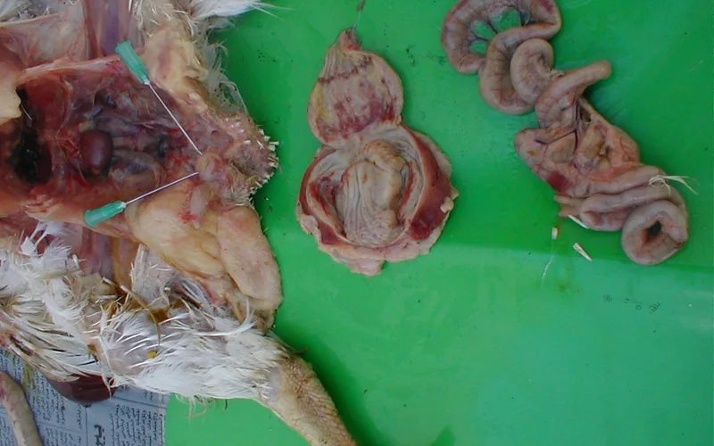 Proventriculus: Papillae Hemorrhages