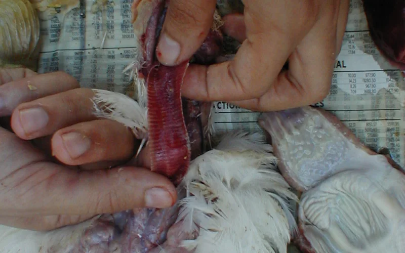 Gross Tracheitis: Inflamed Mucosa & Exudate