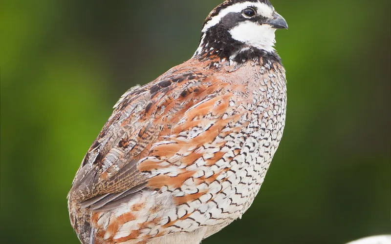 Northern Bobwhite quail (Colinus virginianus), the primary and most acutely susceptible avian host species for Clostridium colinum