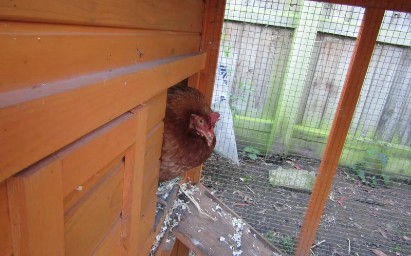 Hen Emerging from Chicken Coop Access Pop Door in Trimingham, Norfolk