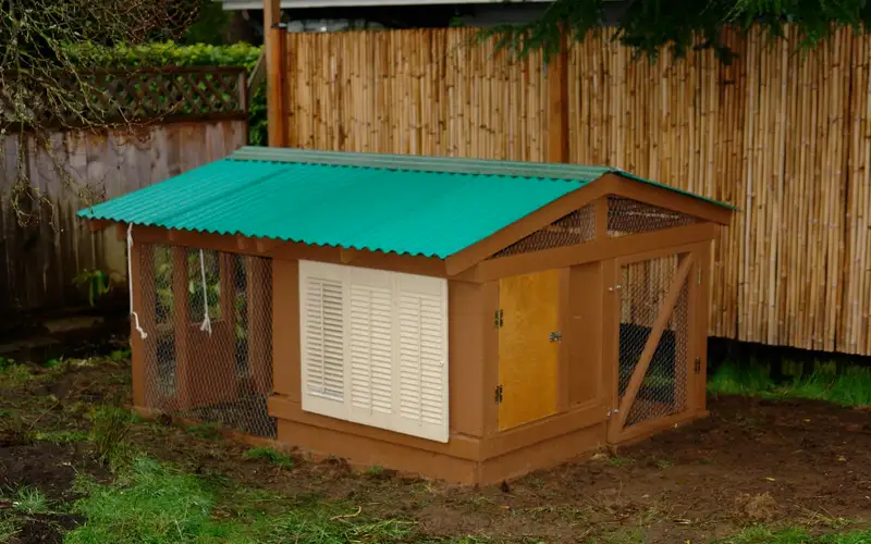 Backyard Chicken Coop Construction Featuring Elevated Floor Clearance and Easy Nest Box Access
