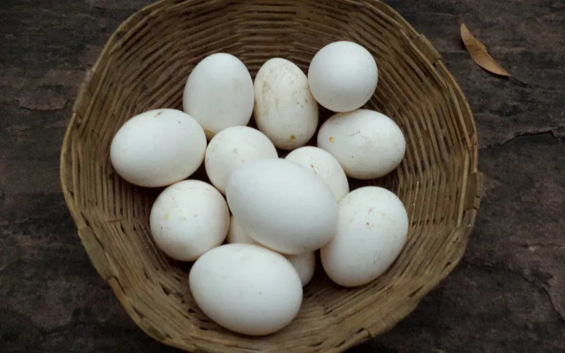 Freshly Gathered Basket of Brown and Tinted Eggs from Free-Range Laying Hens