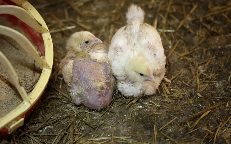 Fast growing meat broiler chickens resting on sternum illustrating heavy metabolic demand