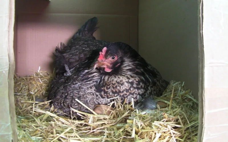 Broody hen fiercely guarding her clutch of eggs in a nesting box