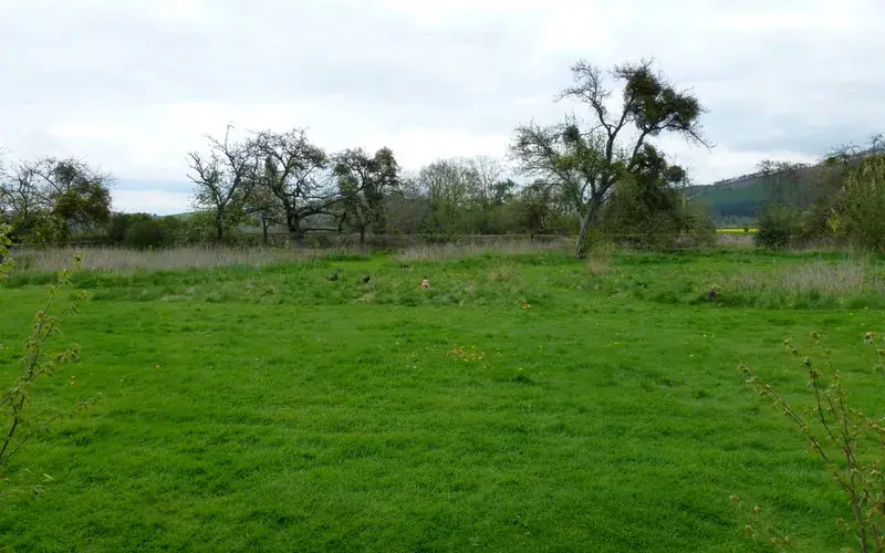 Free-Range Hens Foraging Under Apple Fruit Trees in an Old Orchard