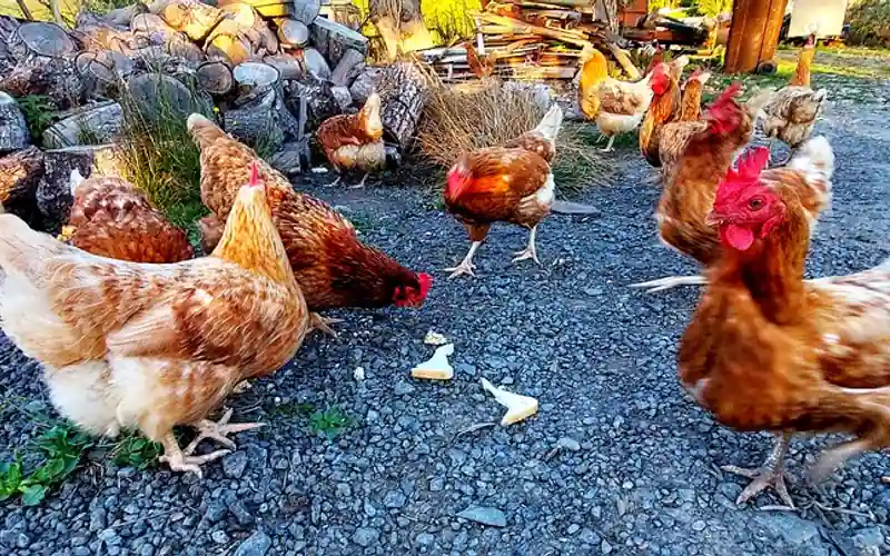 Backyard Flock of Hens Feeding on Bread Slices in Farmyard