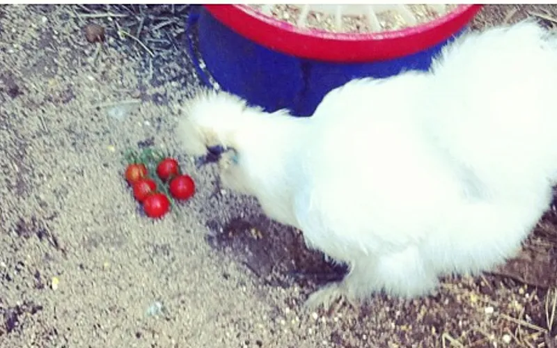 White Silkie Chicken Feeding on Ripe Red Cherry Tomatoes in Backyard Run