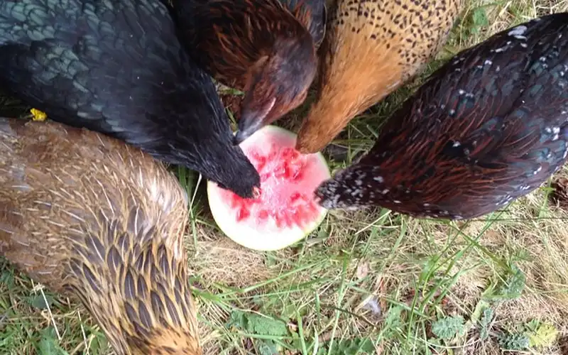 Flock of Backyard Hens Feeding on Fresh Summer Watermelon Slice